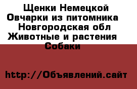 Щенки Немецкой Овчарки из питомника - Новгородская обл. Животные и растения » Собаки   